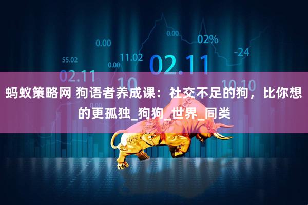 蚂蚁策略网 狗语者养成课：社交不足的狗，比你想的更孤独_狗狗_世界_同类